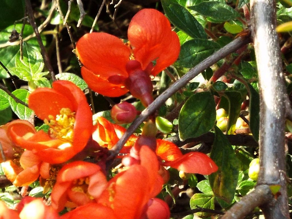 cv di Chaenomeles speciosa (Rosaceae)